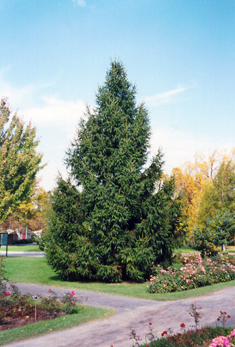 Norway Spruce (Picea abies) at Town And Country Gardens