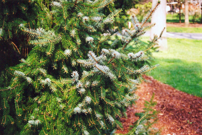 Serbian Spruce (Picea omorika) at Town And Country Gardens
