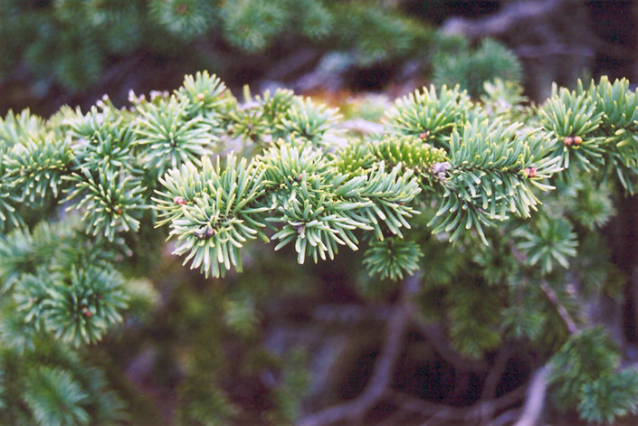 Alpine Fir (Abies lasiocarpa) at Town And Country Gardens