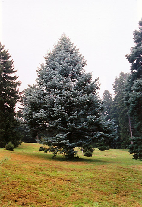 Candicans White Fir (Abies concolor 'Candicans') at Town And Country Gardens