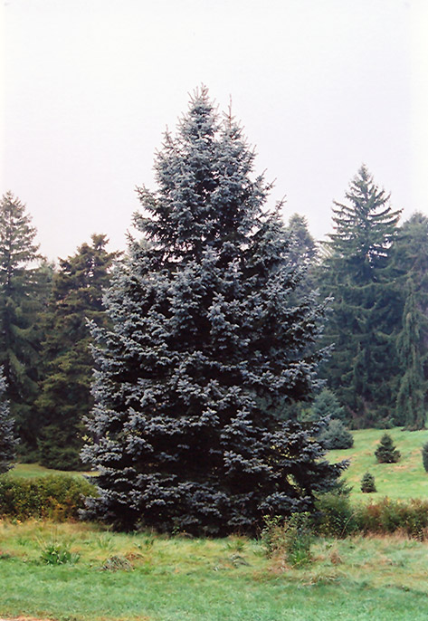 Hoopsii Blue Spruce (Picea pungens 'Hoopsii') at Town And Country Gardens