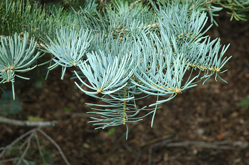White Fir (Abies concolor) at Town And Country Gardens
