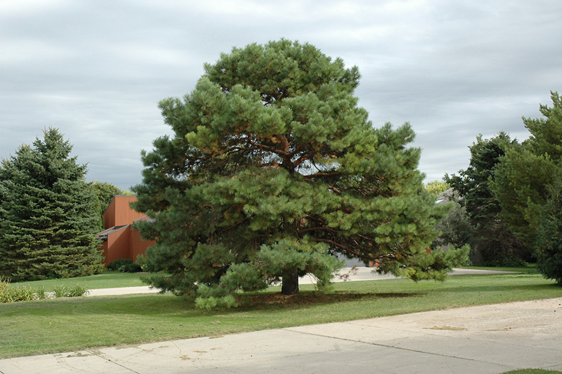 Scotch Pine (Pinus sylvestris) at Town And Country Gardens