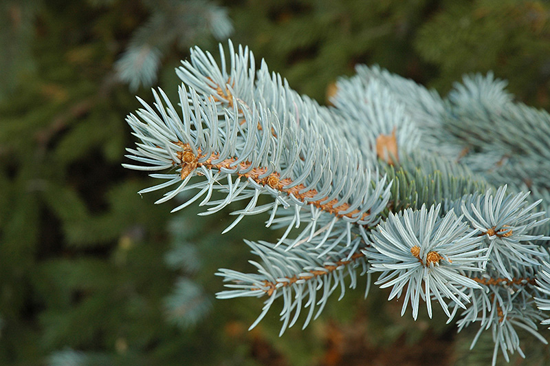 Blue Colorado Spruce (Picea pungens 'var. glauca') at Town And Country Gardens