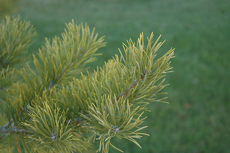 Scotch Pine (Pinus sylvestris) at Town And Country Gardens