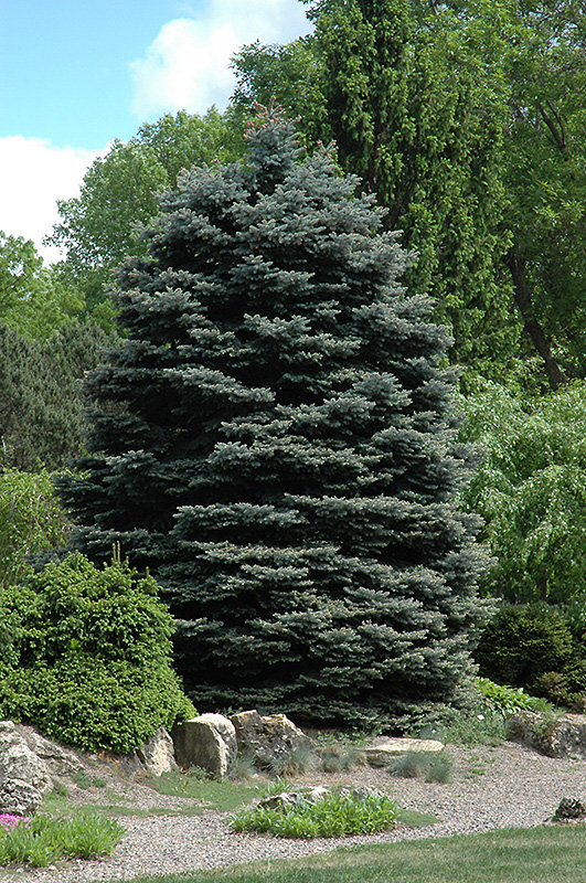 Fat Albert Blue Spruce (Picea pungens 'Fat Albert') at Town And Country Gardens