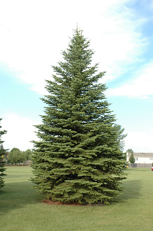 Colorado Spruce (Picea pungens) at Town And Country Gardens