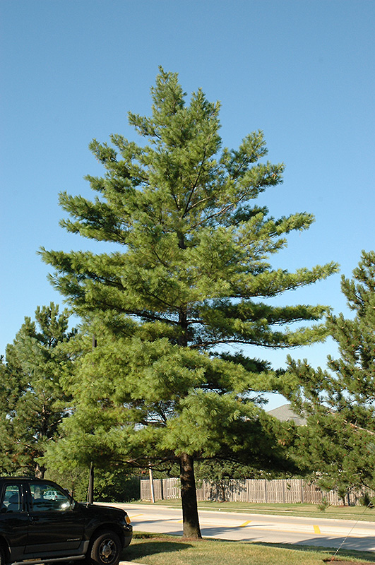 White Pine (Pinus strobus) at Town And Country Gardens