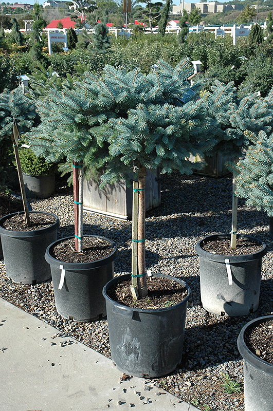 Globe Blue Spruce (tree form) (Picea pungens 'Globosa (tree form)') at Town And Country Gardens