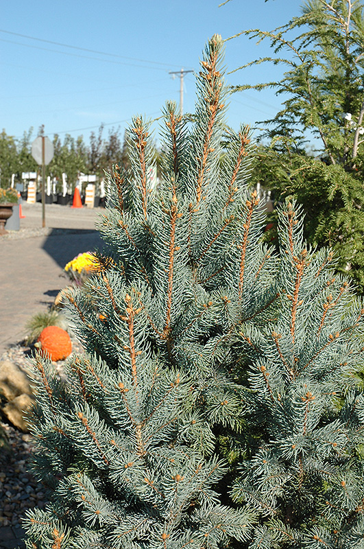 Iseli Fastigiate Spruce (Picea pungens 'Iseli Fastigiata') at Town And Country Gardens