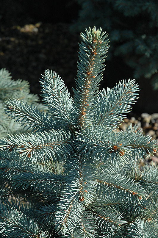 Baby Blue Eyes Spruce (Picea pungens 'Baby Blue Eyes') at Town And Country Gardens