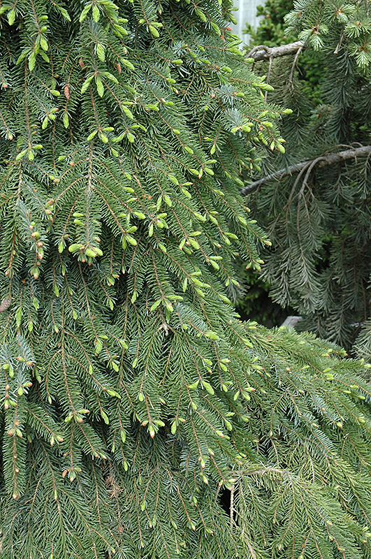 Bruns Weeping Spruce (Picea omorika 'Pendula Bruns') at Town And Country Gardens
