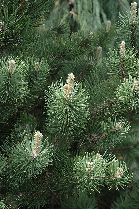 Oregon Green Austrian Pine (Pinus nigra 'Oregon Green') at Town And Country Gardens