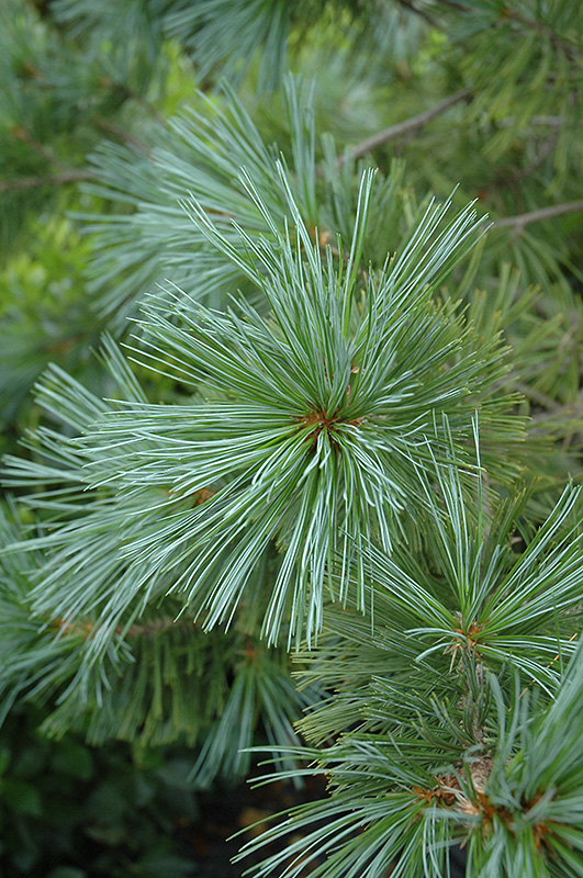 Vanderwolf's Pyramid Pine (Pinus flexilis 'Vanderwolf's Pyramid') at Town And Country Gardens