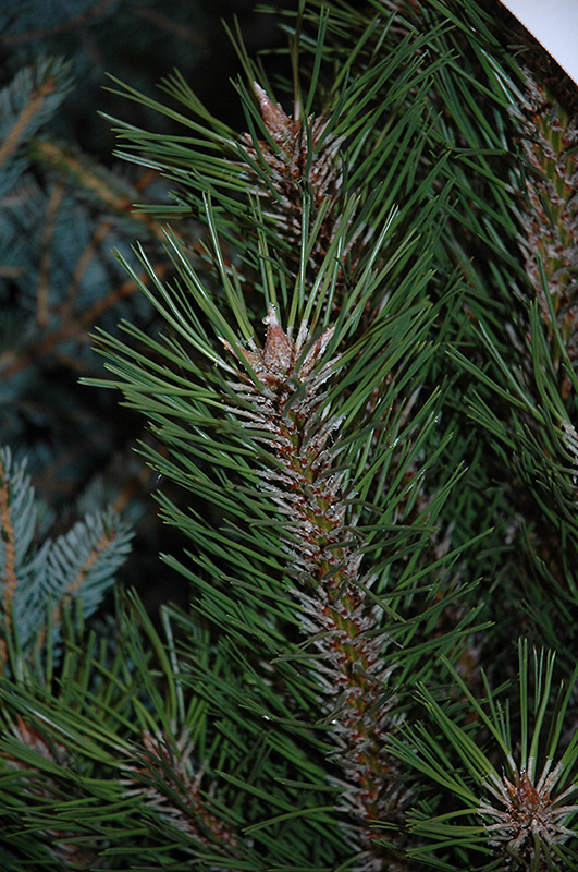 Arnold Sentinel Austrian Pine (Pinus nigra 'Arnold Sentinel') at Town And Country Gardens