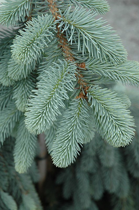 The Blues Colorado Blue Spruce (Picea pungens 'The Blues') at Town And Country Gardens