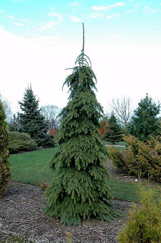 Weeping White Spruce (Picea glauca 'Pendula') at Town And Country Gardens
