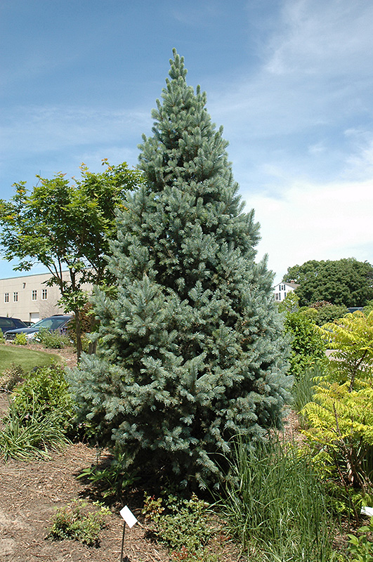 Upright Colorado Spruce (Picea pungens 'Fastigiata') at Town And Country Gardens