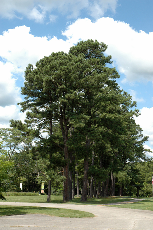 Austrian Pine (Pinus nigra) at Town And Country Gardens