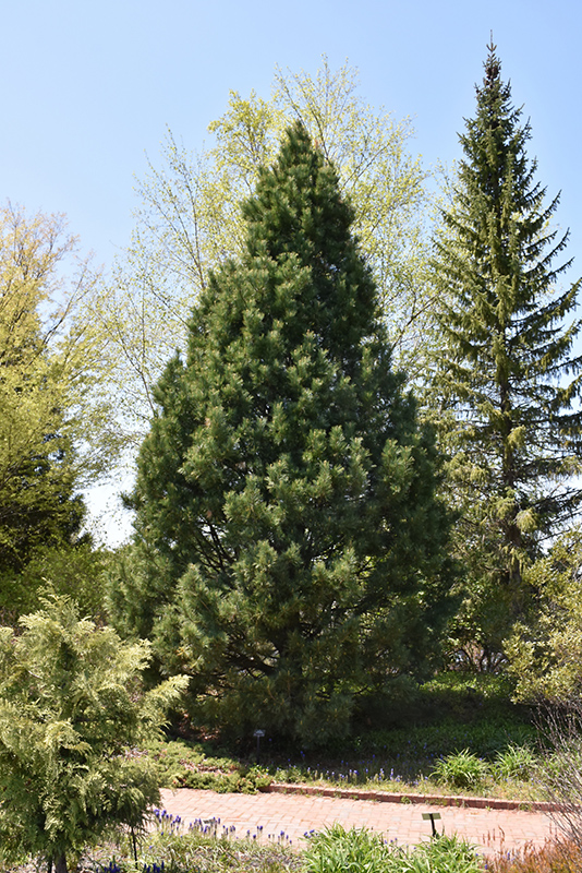 Swiss Stone Pine (Pinus cembra) at Town And Country Gardens