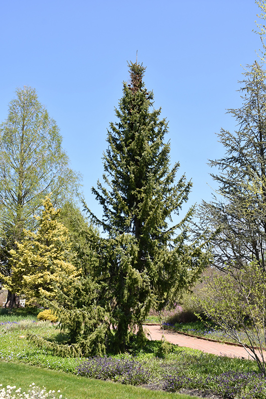 Serbian Spruce (Picea omorika) at Town And Country Gardens