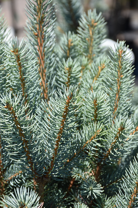 Blue Totem Spruce (Picea pungens 'Blue Totem') at Town And Country Gardens