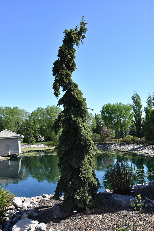 Weeping White Spruce (Picea glauca 'Pendula') at Town And Country Gardens