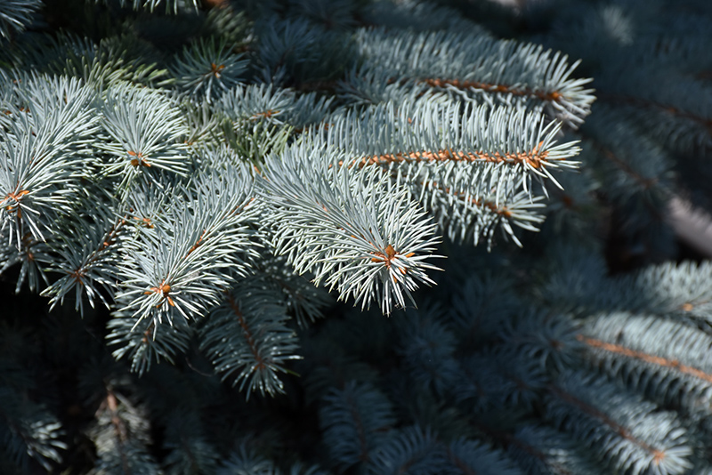 Baby Blue Blue Spruce (Picea pungens 'Baby Blue') at Town And Country Gardens