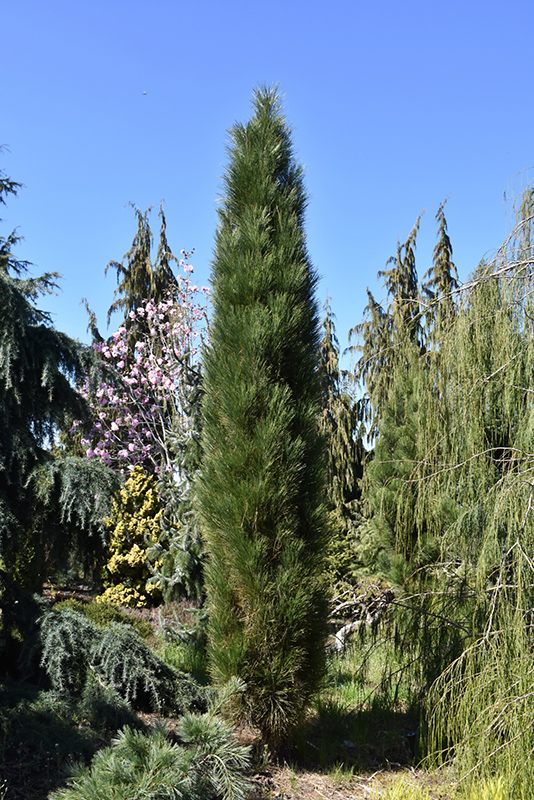 Green Tower Austrian Pine (Pinus nigra 'Green Tower') at Town And Country Gardens