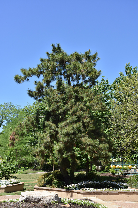 Japanese Black Pine (Pinus thunbergii) at Town And Country Gardens