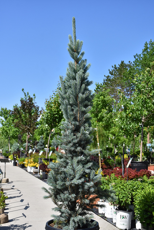 Blue Totem Spruce (Picea pungens 'Blue Totem') at Town And Country Gardens