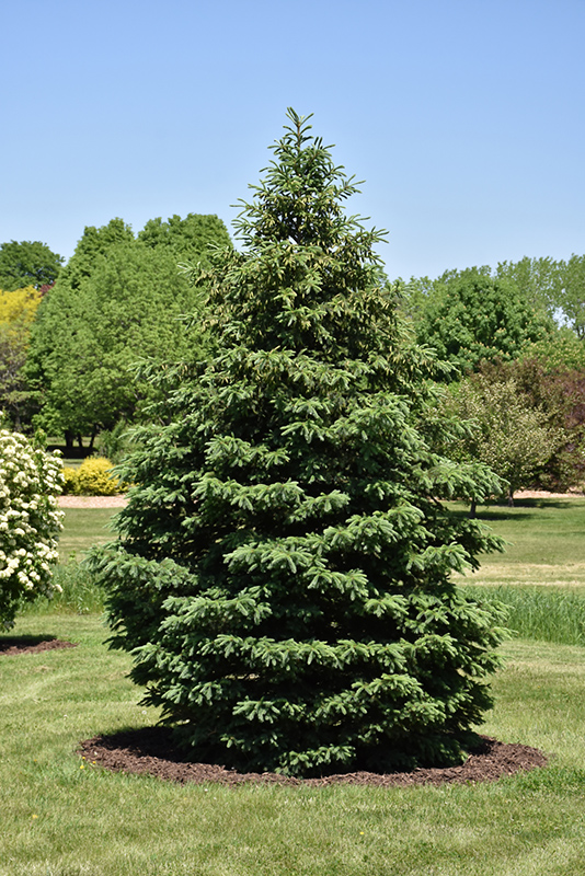 Black Hills Spruce (Picea glauca 'Densata') at Town And Country Gardens