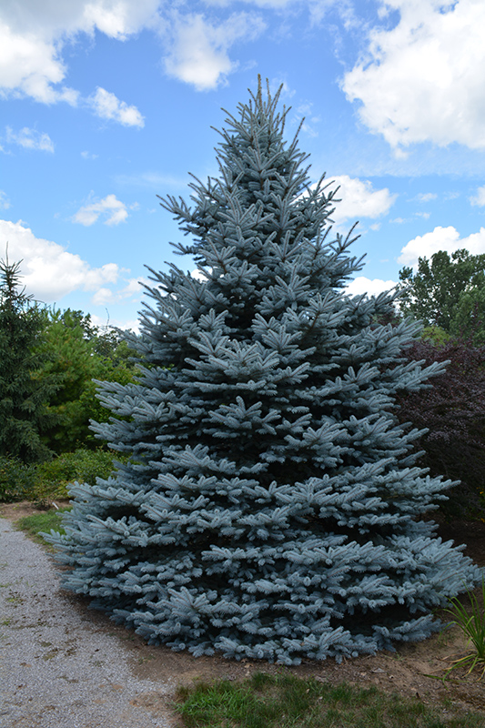 Iseli Foxtail Spruce (Picea pungens 'Iseli Foxtail') at Town And Country Gardens