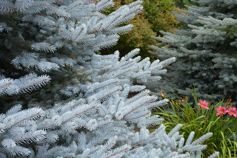 Iseli Foxtail Spruce (Picea pungens 'Iseli Foxtail') at Town And Country Gardens