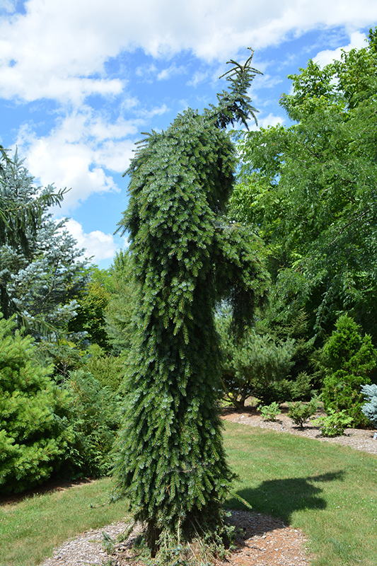 Bruns Weeping Spruce (Picea omorika 'Pendula Bruns') at Town And Country Gardens