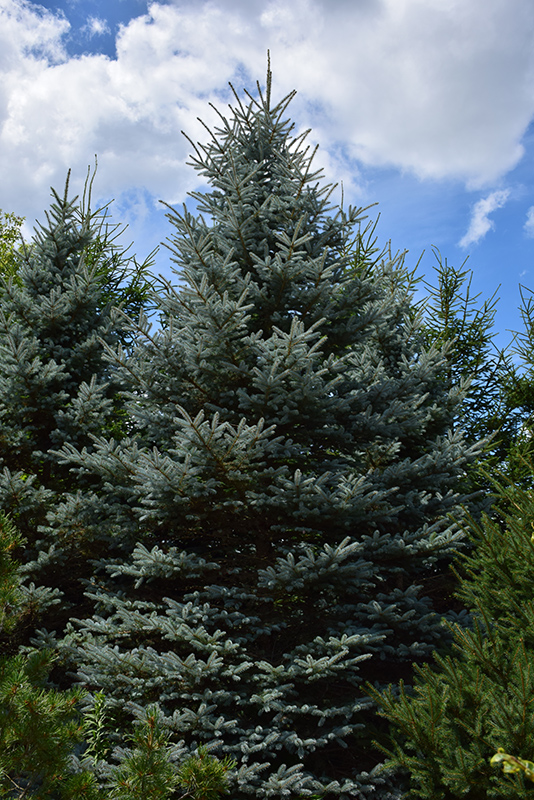 Baby Blue Eyes Spruce (Picea pungens 'Baby Blue Eyes') at Town And Country Gardens