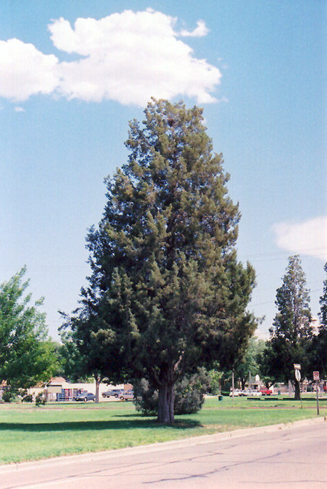 Rocky Mountain Juniper (Juniperus scopulorum) at Town And Country Gardens