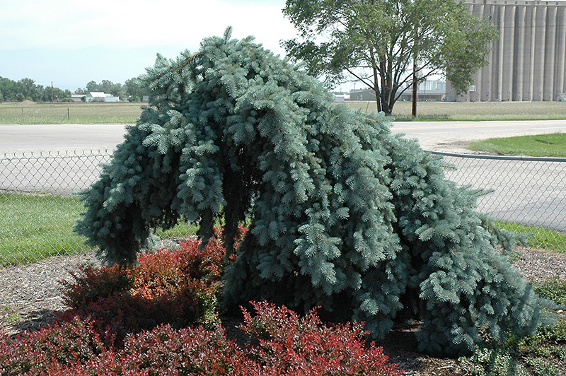 Weeping Blue Spruce (Picea pungens 'Pendula (tree form)') at Town And Country Gardens