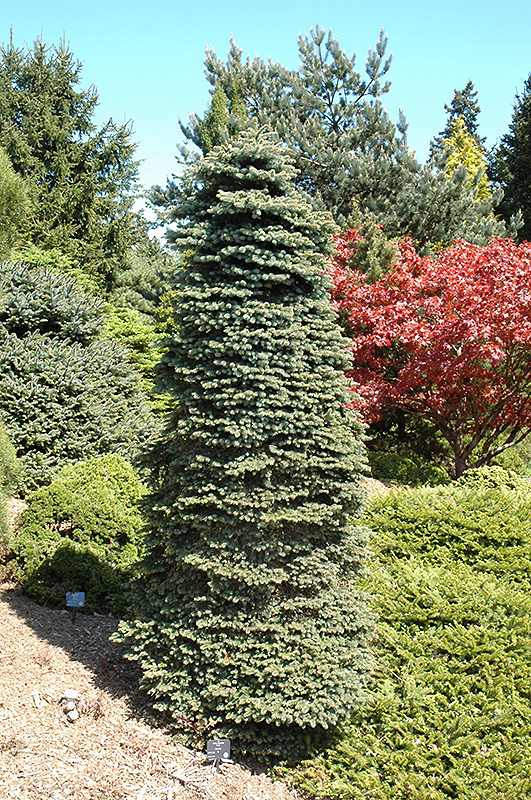 Dwarf Blue Spruce (Picea pungens 'Nana') at Town And Country Gardens